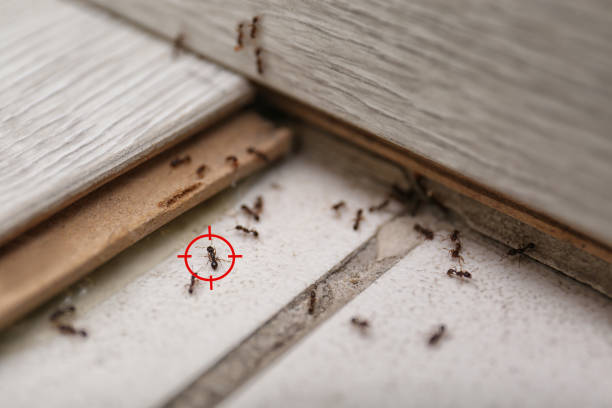 Best Cockroach Control Services  in Anchorage, AK