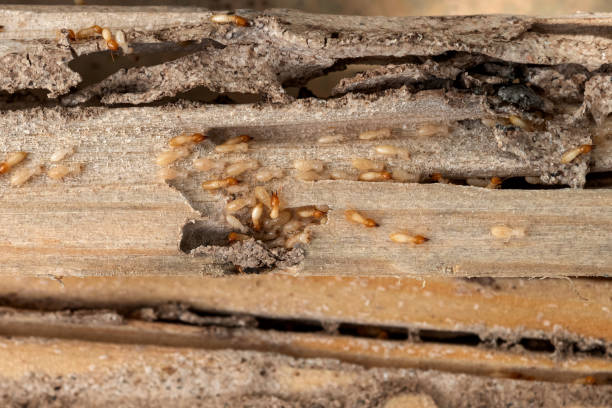 Reliable Anchorage, AK Pest Control Solutions